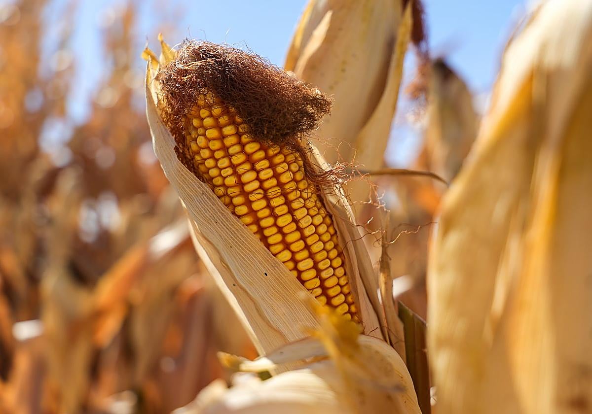 Cultivo de maíz en Extremadura