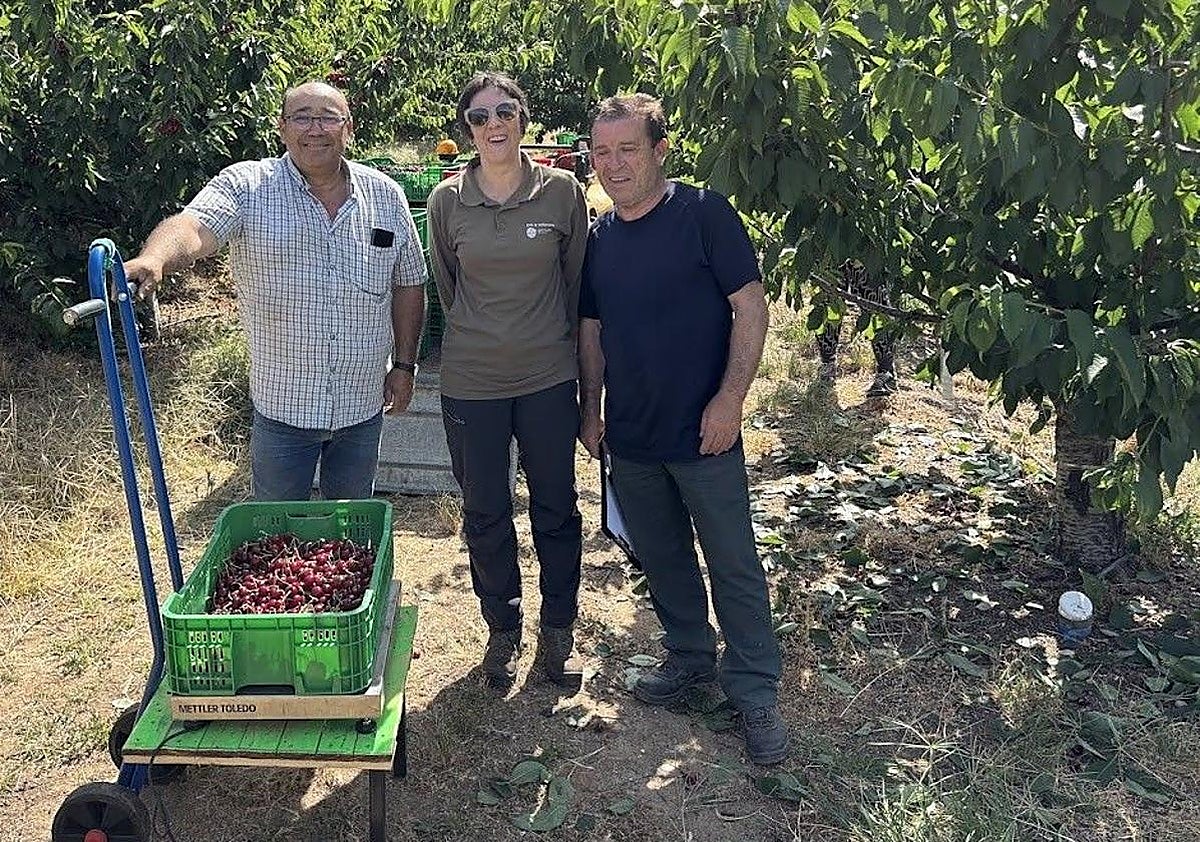 Personas en cerezos del Jerte