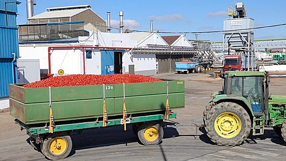 La producción mundial de tomate cayó un 12,1%
