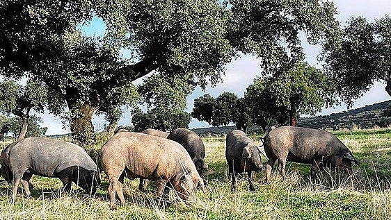Lonja agropecuaria del martes, 18 de agosto