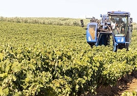 Una cosechadora en la primera semana de agosto durante la recogida de uva en una parcela del término municipal de Arroyo de San Serván, en la comarca de Mérida