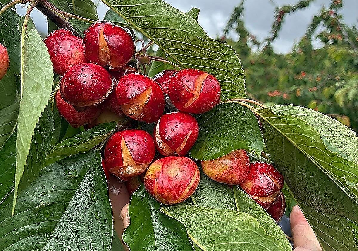 Cerezas dañadas por la lluvia