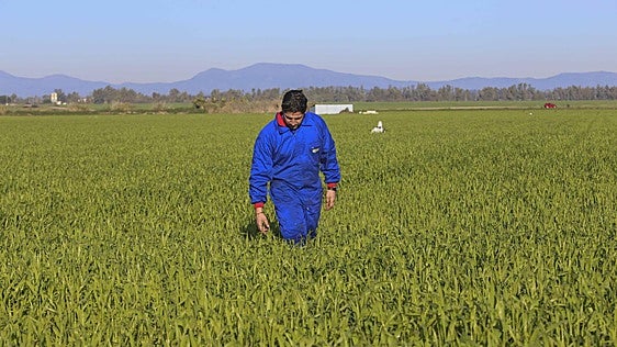 Agricultura abre la solicitud para el programa 'Cultiva 2026'