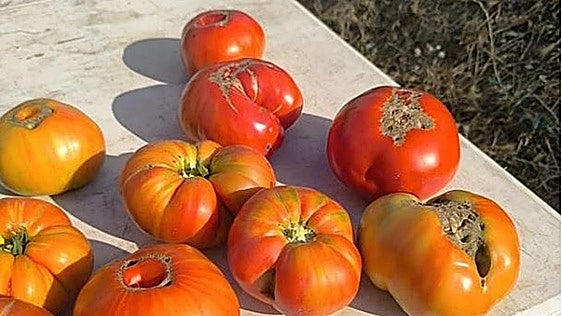 Una fiesta del tomate