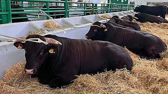 Algunos ejemplares de la raza de Retinto en su nave durante la feria