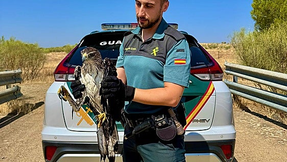 Agentes de la Guardia Civil de Badajoz rescatan a un águila perdicera