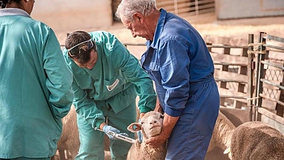 APAG asegura que el foco de lengua azul es del serotipo menos dañino