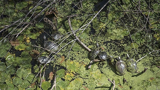 El galápago de Florida prolifera en Badajoz tras una primavera sin capturas