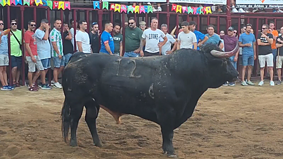 Un hombre sufre una cogida durante la lidia del viernes tarde en las fiestas de 2026 de Torrejoncillo