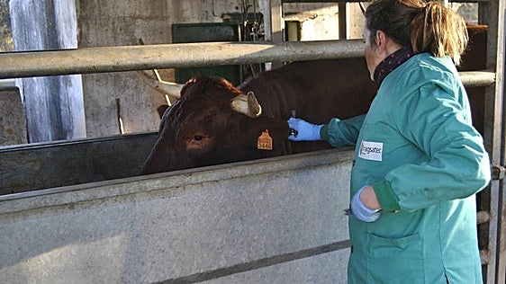 Asaja pide tranquilidad a los ganaderos tras los nuevos casos de brucelosis