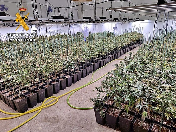Desmantelan en una finca de Valverde de Mérida una plantación con casi un millar de plantas de marihuana
