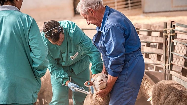 Un brote en Campo Lugar eleva a tres los focos de lengua azul ovina en Extremadura