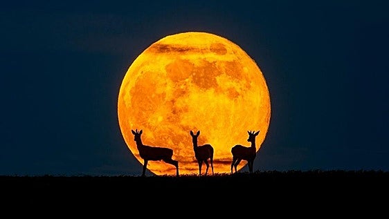 Luna del Ciervo 2026: cuándo ver la gran luna llena de julio y por qué recibe ese nombre