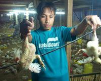 El hermano de la niña indonesia fallecida por la gripe aviar muere tres días después