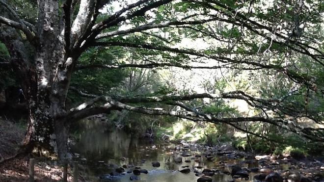  Damas del bosque’ en el Hayedo de Montejo