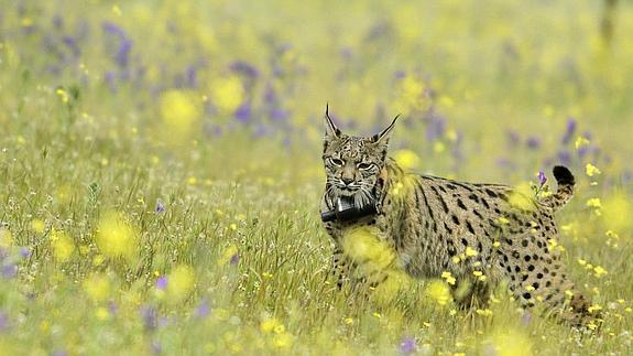 Uno de los linces puestos en libertad en Mazarambroz (Toledo) hace dos semanas.