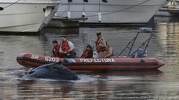 La ballena, en uno de los diques del barrio de Puerto Madero, en Buenos Aires. 
