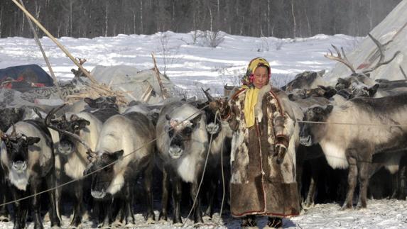 Pastores de la etnia Nenet cuidan su rebaño de renos en Nadym, Siberia.