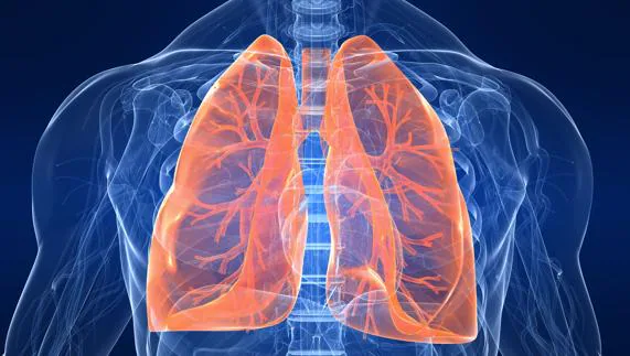 Proyección tridimensional de pulmones en el cuerpo humano. 