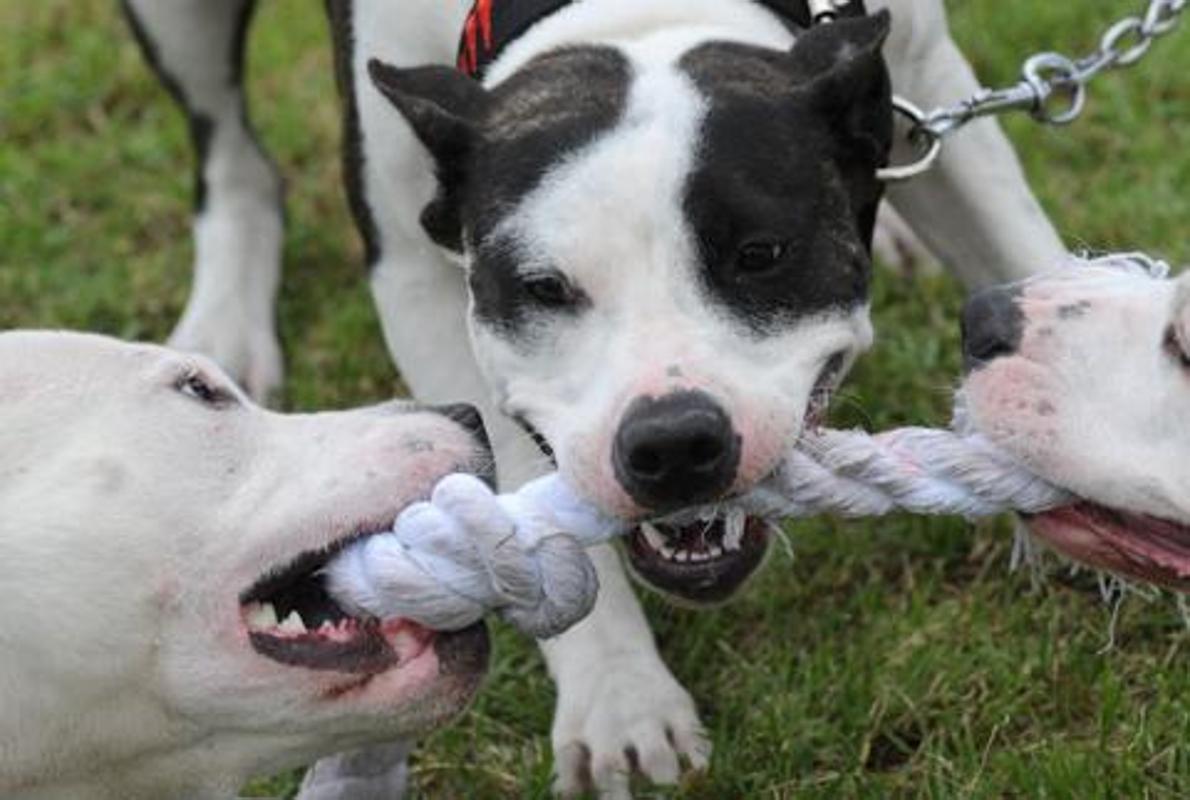 Tres pitbulls.