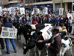 Protesta de ganaderos en Badajoz con motivo de la crisis de las 'vacas locas'. / HOY