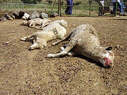 Ovejas muertas, a causa del brote de lengua azul, en una explotación ganadera de Santa María de Navas.|HOY