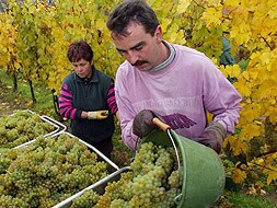 Dos viticultores recogiendo la uva.|HOY