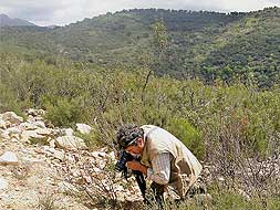 Angel Sánchez realizando el registro fotográfico de una especie amenazada  en las Villuercas. / F. H.