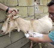 Lesionan a doce cabras en una granja de Arroyo mutilándoles las ubres