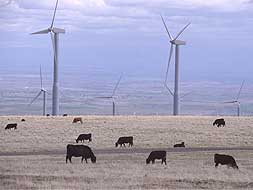 Generadores de energía eólica y reses pastando alrededor. / HOY