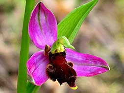 Ophrys apifera variedad almaracensis, orquídeas únicas en España que aflora en calizos próximos a Almaraz