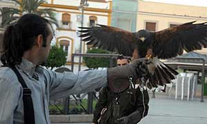 Un ave rapaz se posa en la mano de uno de los cetreros que esta mañana han tenido que intervenir en la Plaza de España de Mérida. / BRÍGIDO
