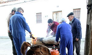 Imagen de una matanza en Cedillo.|HOY