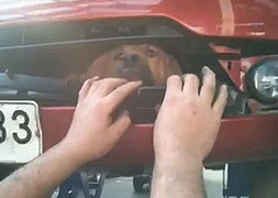 El 'milagro' del perro atropellado en Badajoz se repite en Chile