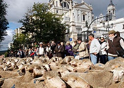 Seiscientas ovejas merinas extremeñas toman las calles de Madrid
