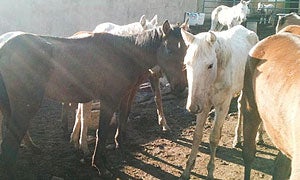 Caballos en estado de desnutrición. / HOY