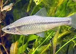 Un pequeño pez asiático, nueva especie invasora en el Guadiana