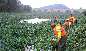 Imagen de 2010 de operarios de la Confederación Hidrográfica del Guadiana eliminando plantas de camalote del río.