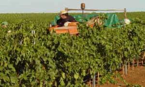 Jornaleros de Tierra de Barros recogiendo uva entre los viñedos | HOY