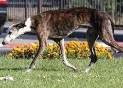 Plasencia pone en marcha el plan de la zona libre de perros