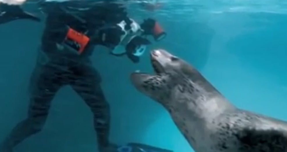 El increíble encuentro de un fotógrafo con un leopardo marino
