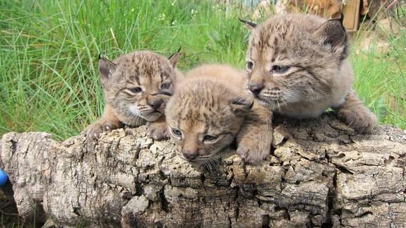 Sueltan en Andalucía  a tres linces ibéricos criados en Extremadura