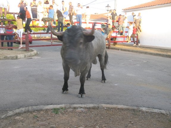 Último toro de las fiestas de Puebla de Argeme. :: 