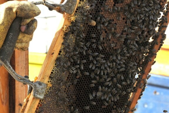 Un panal de abejas en la provincia de Cáceres. :: 