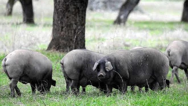 Lonja de Extremadura 19-06-2014