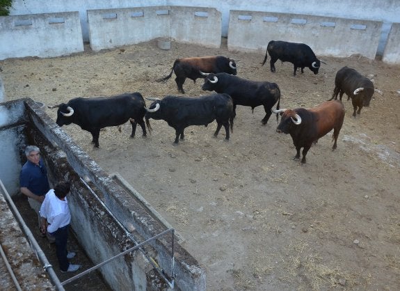 Ejemplares de la ganadería de Martín Lorca que se lidiarán esta tarde, en los corrales de la plaza. :: c.m.