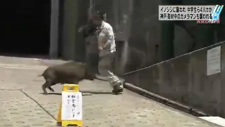 Un jabalí ataca a un reportero japonés
