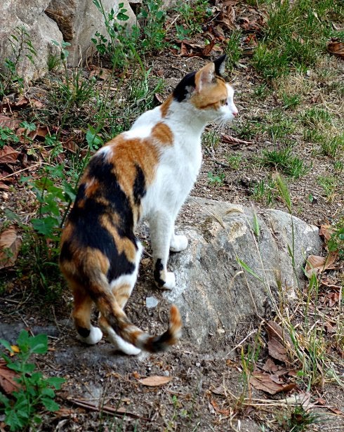 El gato de Carla pasea y ronronea. :: E.R.