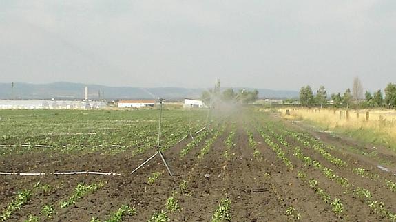 Cultivos de regadío.