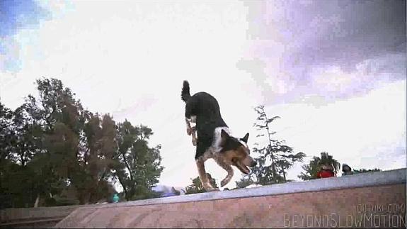 Increíble destreza de un perro haciendo parkour